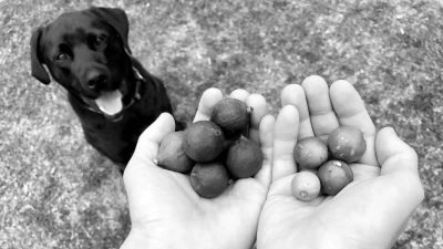 Por qué los perros deben mantenerse alejados de las nueces de macadamia