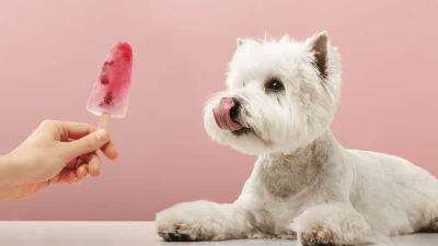 Are Popsicles Safe To Share With Your Dog?