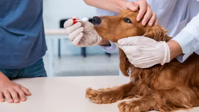 Enfermedad de Cushing en perros: lo que necesita saber