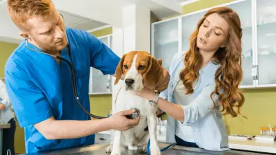 Kako zadržati svog psa mirnim dok je kod veterinara