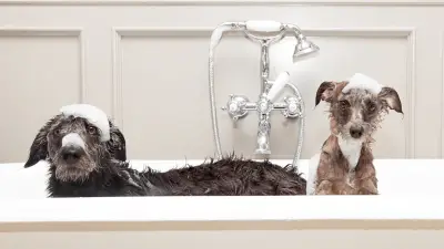 ¿Con qué frecuencia debes lavar a tu perro?