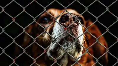 RSPCA Warns: There Will Be A Lot More Abandoned Dogs