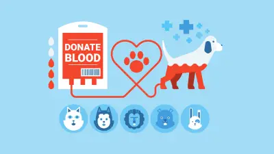 ¿Pueden los perros donar sangre?