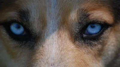 Razas de perros con ojos azules