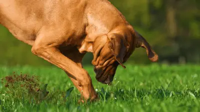 Why Do Dogs Bury Bones? Should You Get Worried?