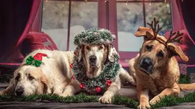 10 Best Christmas Presents for Your Dog