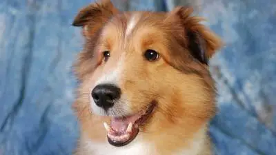 Škotski ovčar- popularni kućni ljubimac (Lassie)