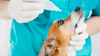 Conjuntivitis en perros: causas, síntomas y tratamiento