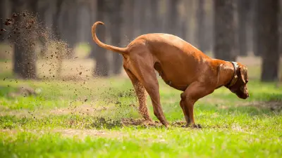 7 glavnih razloga zašto psi vole kopati