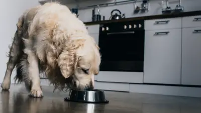 Here Are 7 Ways to Naturally Stimulate Appetite in Dogs