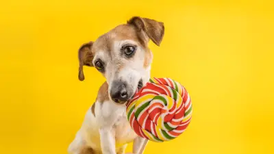 Can Dogs Eat Sugar? Here's What Vets Say About It