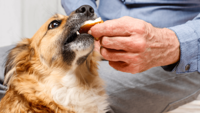 Mogu li psi jesti dinju?
