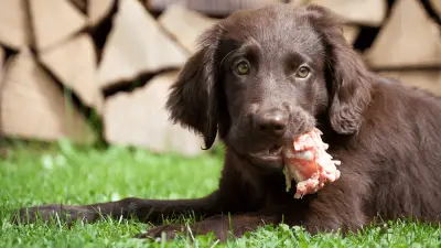 ¿Pueden los perros comer pollo crudo?