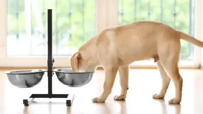Elevated Dog Bowls - Best Choices in 2021