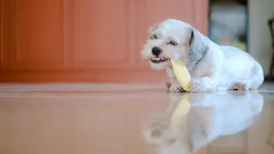 Kako sigurno hraniti svog psa mangom?
