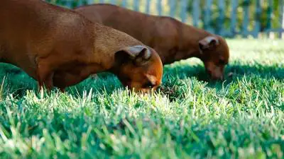¿Por qué los perros comen hierba?