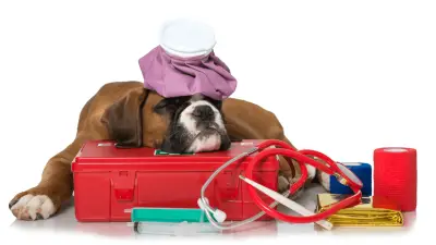 Dog First-Aid Kit - 10 Things It Needs to Contain