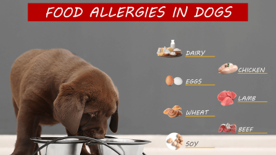 Alergias a los alimentos para perros: qué son y cómo detectarlas