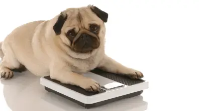Top 5 - Dog Food for Weight Loss