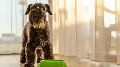 The 5 Best Dog Foods for Schnauzers