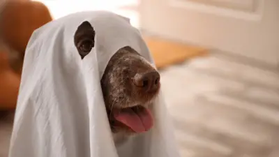 What the Science Says: Are Dogs Able to See Ghosts?