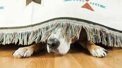 Panic Attacks In Dogs - How To Recognize Them & Help Your Dog