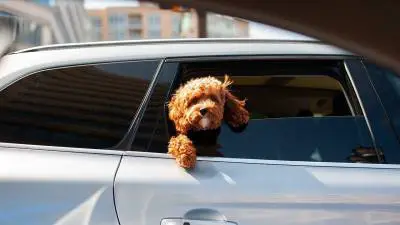 Savjeti kako se nositi s mučninom od automobila kod pasa