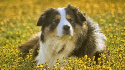 Seromi kod pasa: što su i kako se liječe?