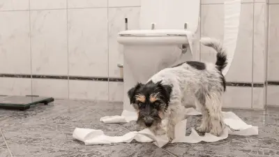 11 mogućih razloga zašto vas pas prati u kupaonicu