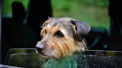 Dogs In Hot Cars: How To Save Them?