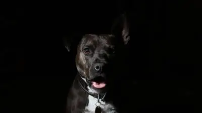 ¿Pueden los perros ver en la oscuridad?
