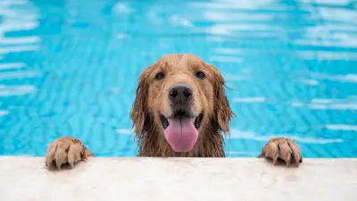 Mogu li psi plivati u bazenima? 4 potencijalna rizika
