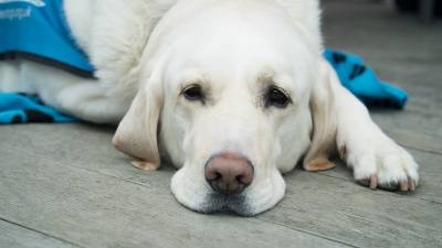 Meloxicam For Dogs: Uses, Side Effects & Warnings