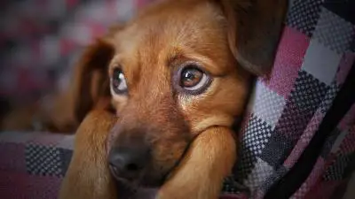 Anemia en perros: ¿cómo ayudar a su perro?