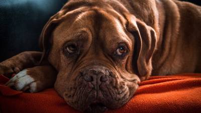 Melatonin For Dogs - Dosage And Tips