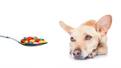 ¿Pueden los perros tomar ibuprofeno?