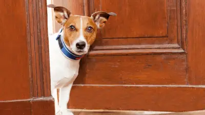 Best Dog Gates for Indoor Dogs