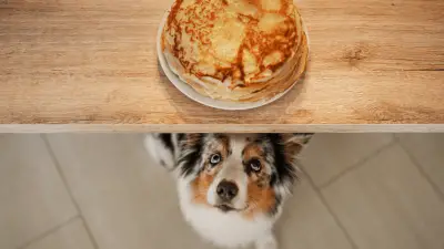 Dog Nutrition - Pancakes & Dogs