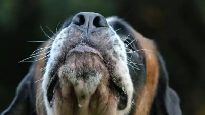 ¿Por qué los perros tienen bigotes?