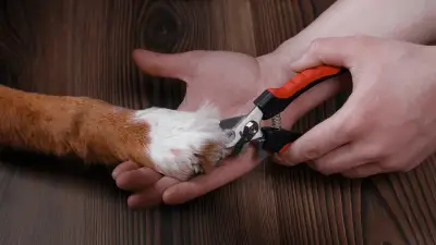 Dog Nail Clippers You Must Have in 2022