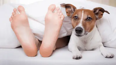 ¿Por qué los perros lamen los pies?