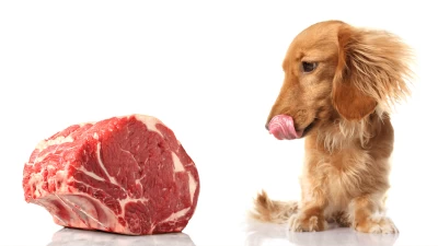 Trebaju li psi jesti sirovo meso - prednosti i mane