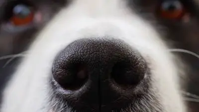 Što znači kada psu curi nos?