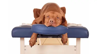 Can a Massage Help My Dog? Here’s What Vets Say