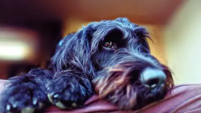 Vision Loss in Dogs: How to Know it's Happening?