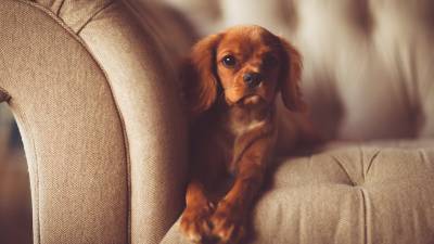 Phenobarbital for Dogs: Uses, Side Effects & Dosage