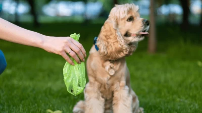 5 Reasons Why You Should Pick Up Dog Poop