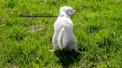 Proljev kod pasa: što trebate znati o ovom neurednom problemu