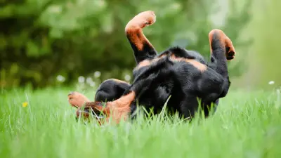 ¿Por qué los perros ruedan en la hierba?