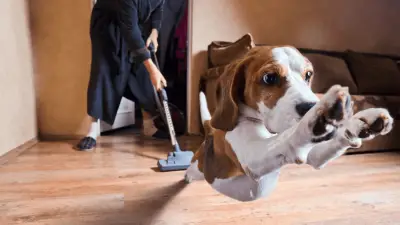 Top 3 Best Carpet Cleaners for Dog Owners